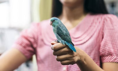 ¿Educas mal a tu pájaro? Estos son los errores más habituales