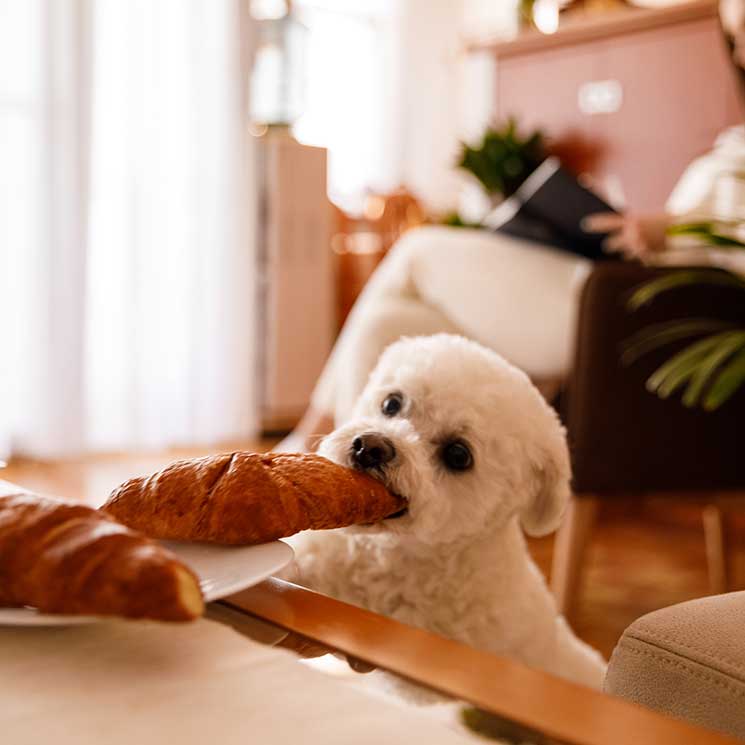 Pistas que dicen que no has educado bien a tu perro (y cómo solucionarlo)