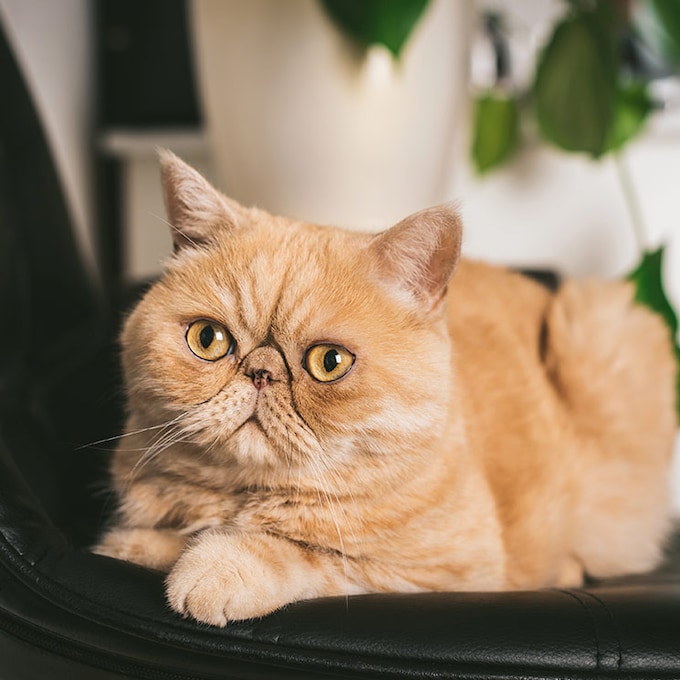 Razas de gatos braquicéfalos: problemas y consejos para su salud