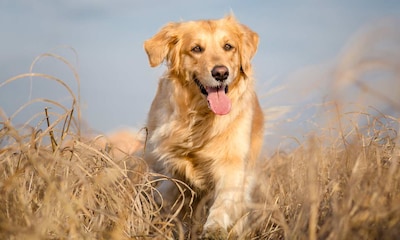 ¿Sabes cuáles son las principales causas por las que tu perro cojea?