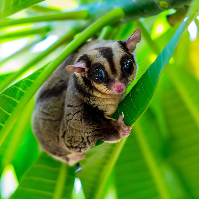 Descubre al petauro del azúcar, un adorable marsupial australiano