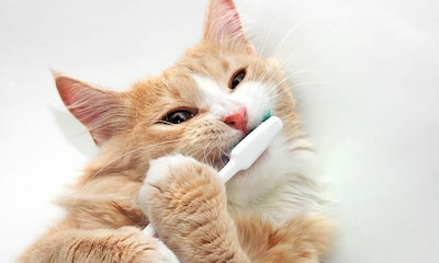 Cepillar los dientes de mi gato o perro ¿es una misión imposible?