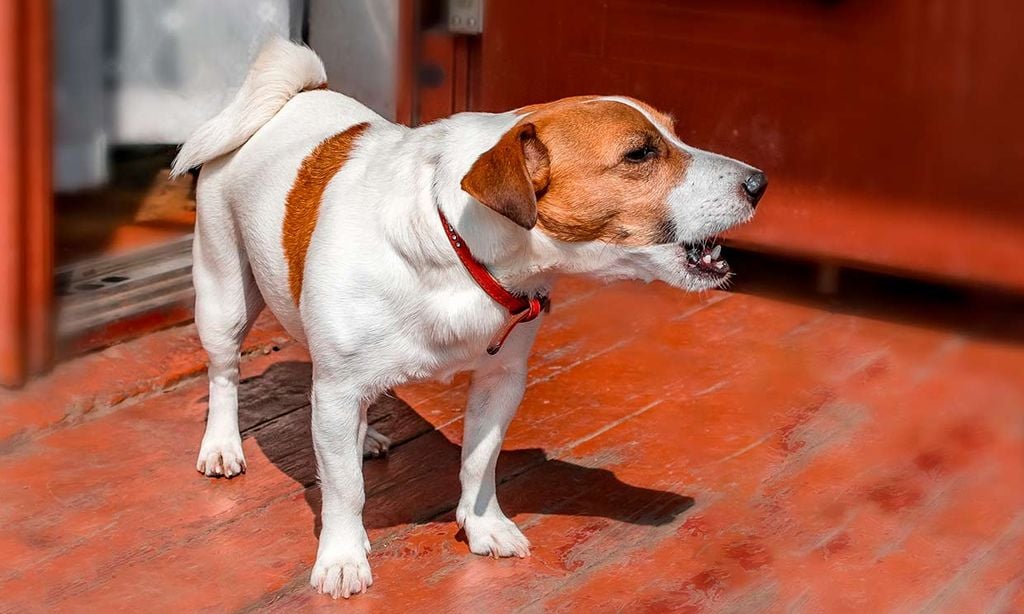 Un perro ladrando