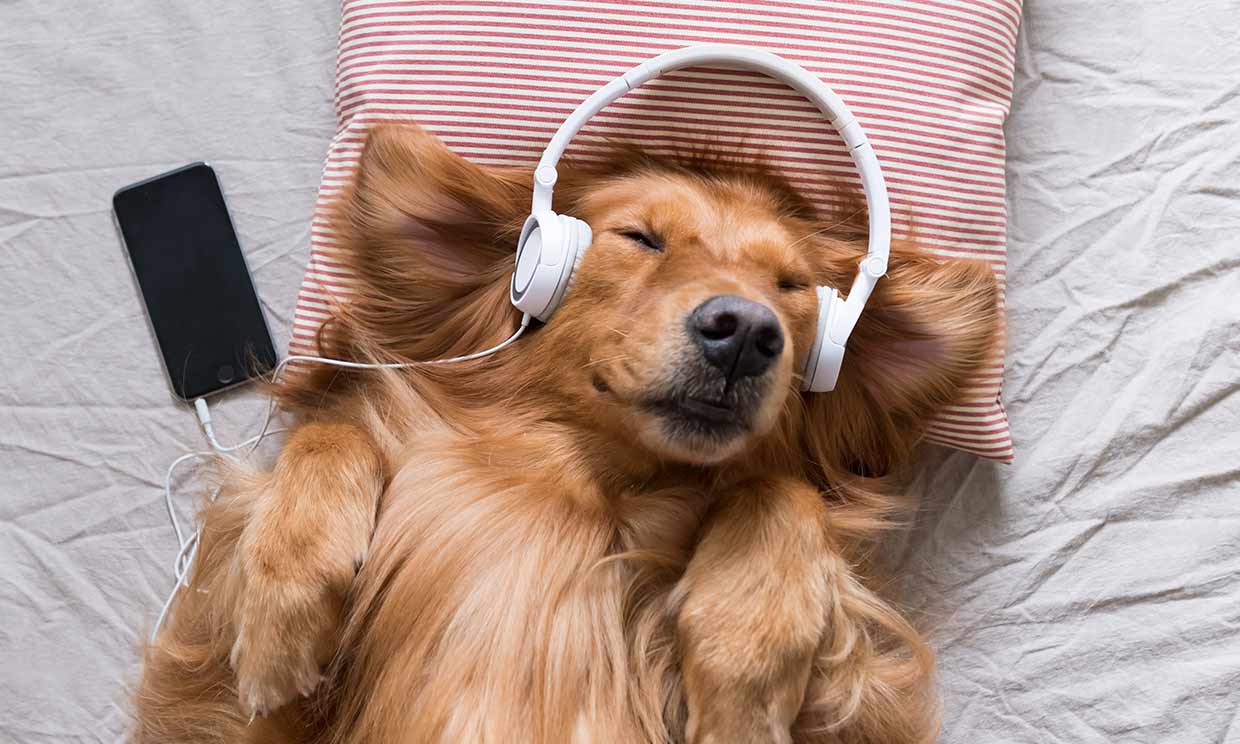 Un perro escuchando música