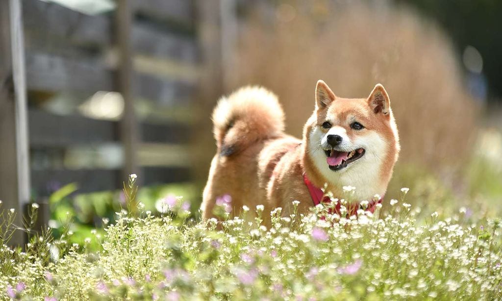 Un perro en un campo de flores