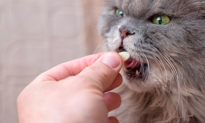 ¿Para qué le sirve la vitamina B a los gatos?