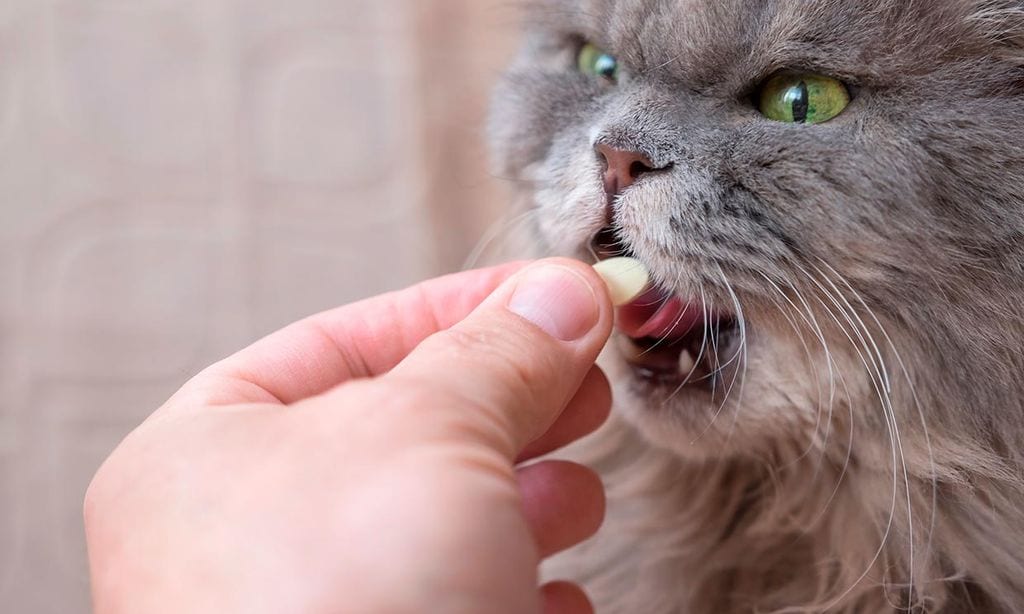Un gato tomando una pastilla de vitamina B