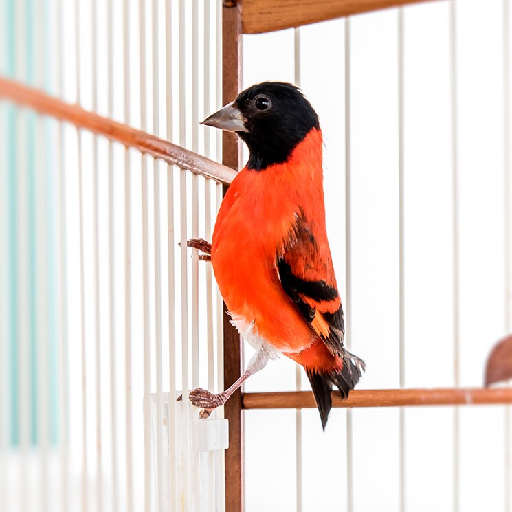 Estas son la aves cantoras más alegres