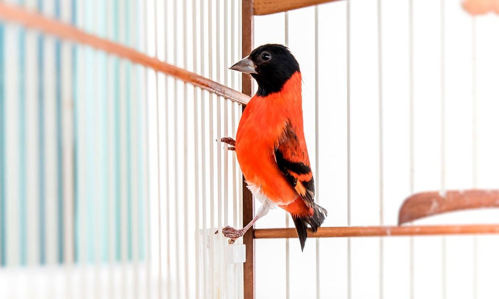 Estas son la aves cantoras más alegres