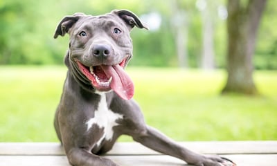 Conoce la sonrisa canina (y otros gestos que ayudan a tu perro a comunicarse)