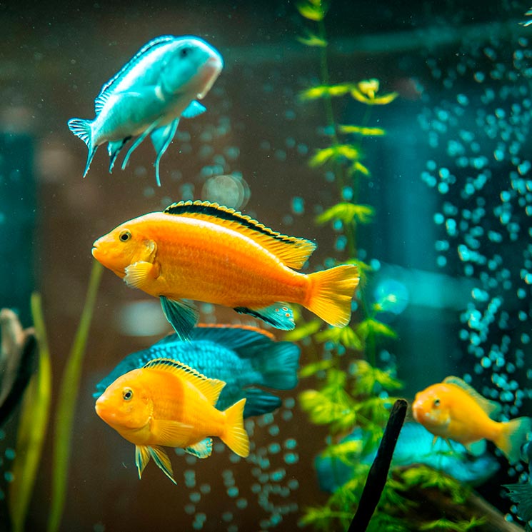 Acuariofilia: los beneficios de tener peces en casa