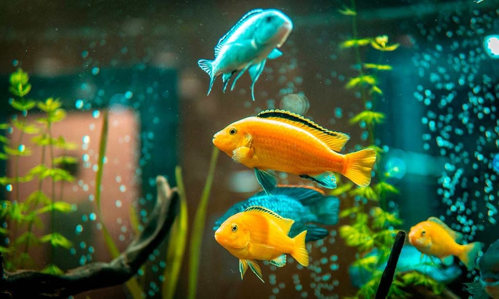 Acuariofilia: los beneficios de tener peces en casa