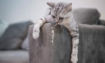 ¿Qué puedo hacer si mi gato no deja de arañar el sofá?