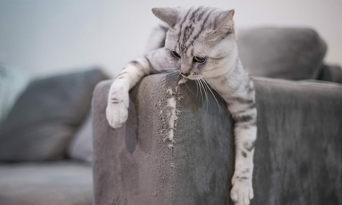 Un gato arañando un sofá