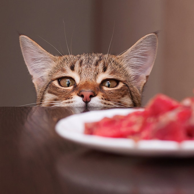 Alimentos 'dudosos' para la alimentación de un gato