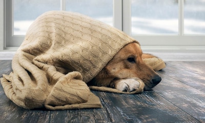 ¿Qué señales nos indican que nuestro perro tiene frío?