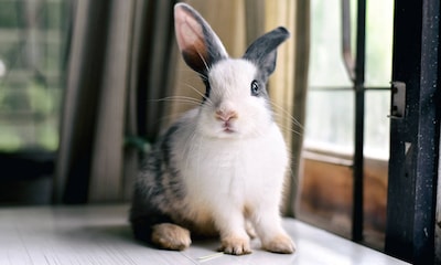 Un conejo en casa: consejos para darle la bienvenida