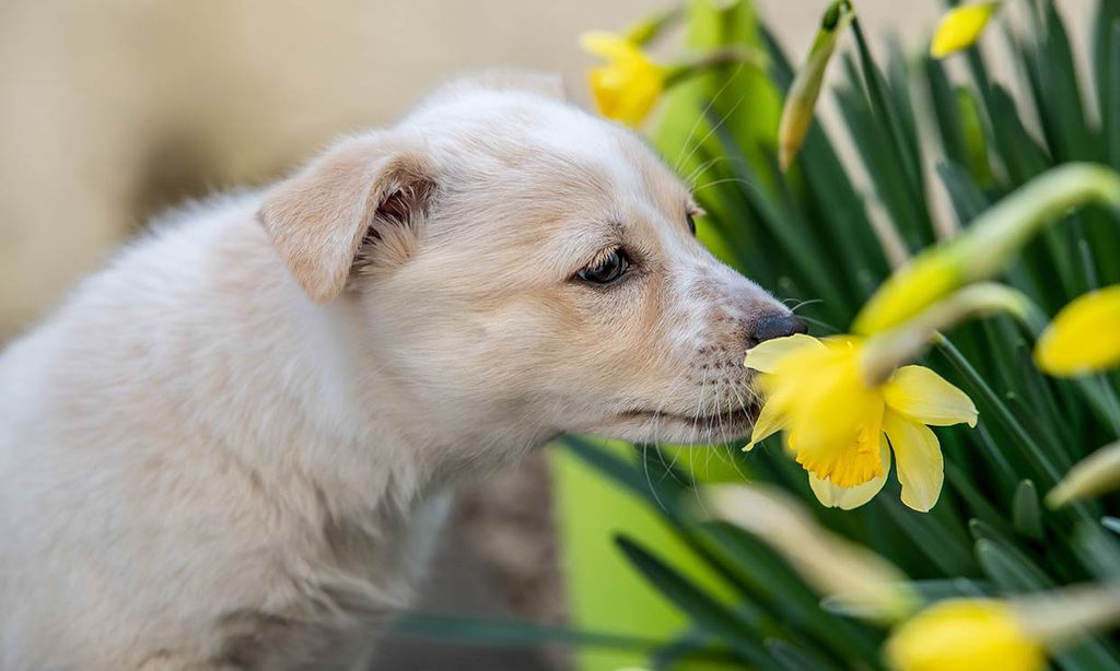 Consejos y trucos para acabar con el olor intenso de tu perro