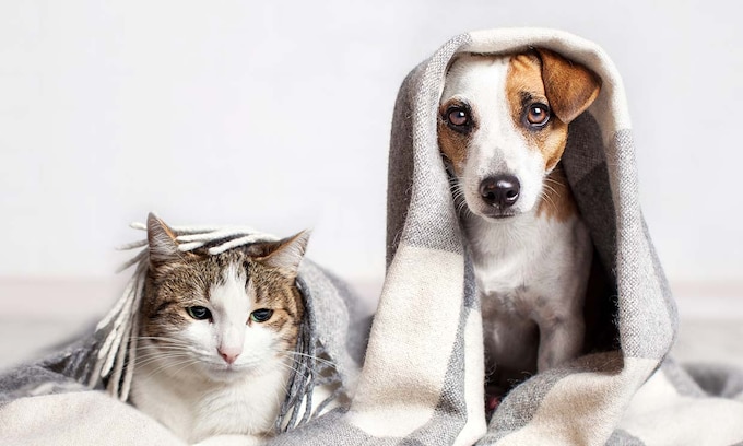 Un perro y un gato bajo una manta