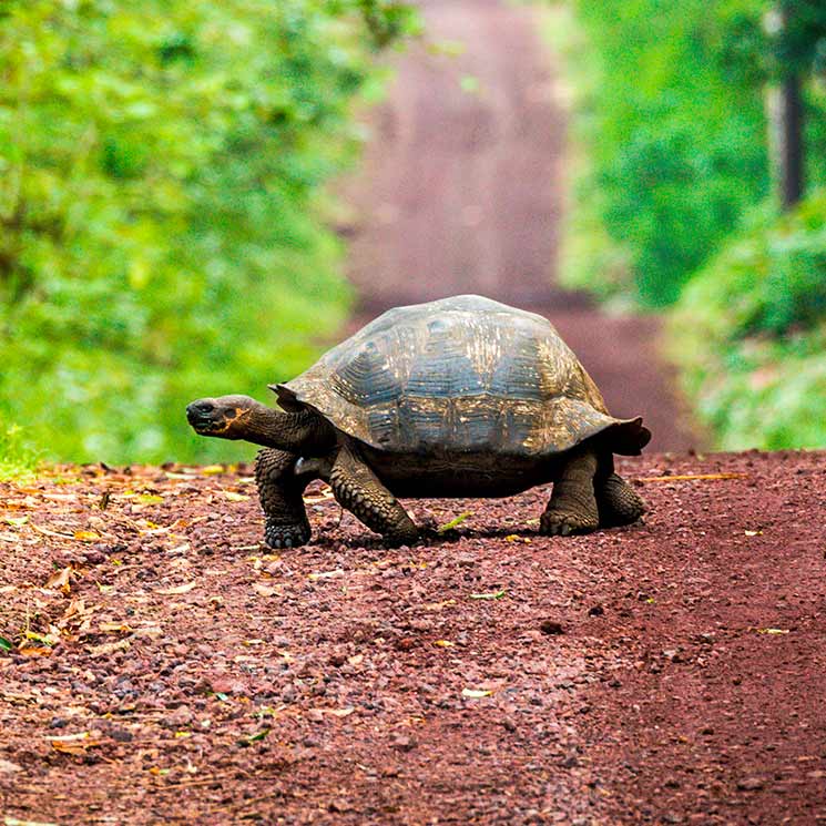 Animales con 'vida eterna' y otros que viven varios siglos