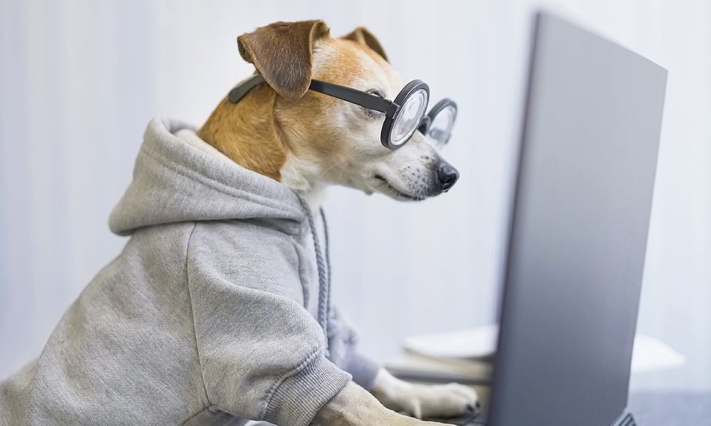 Un perro vestido y con gafas, usando un ordenador