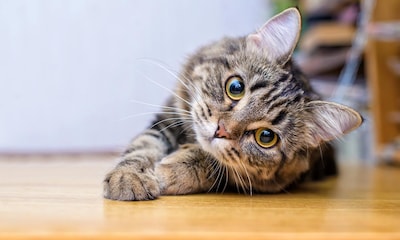 Datos curiosos sobre los gatos que no conoces