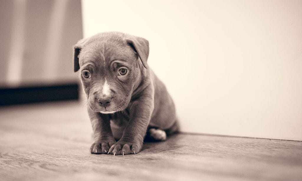 ¿Tu cachorro recién llegado no para de gemir por las noches?