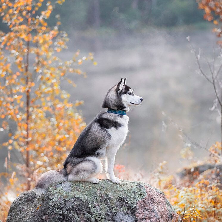 Si te gustan los lobos, estas razas de perro te encantarán