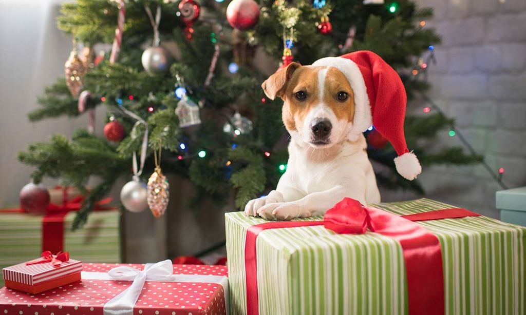 Regalar un perro en Navidad: cálculo de costes para evitar futuros abandonos