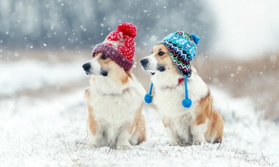 ¿Aguantan mejor el frío los perros grandes o los pequeños?