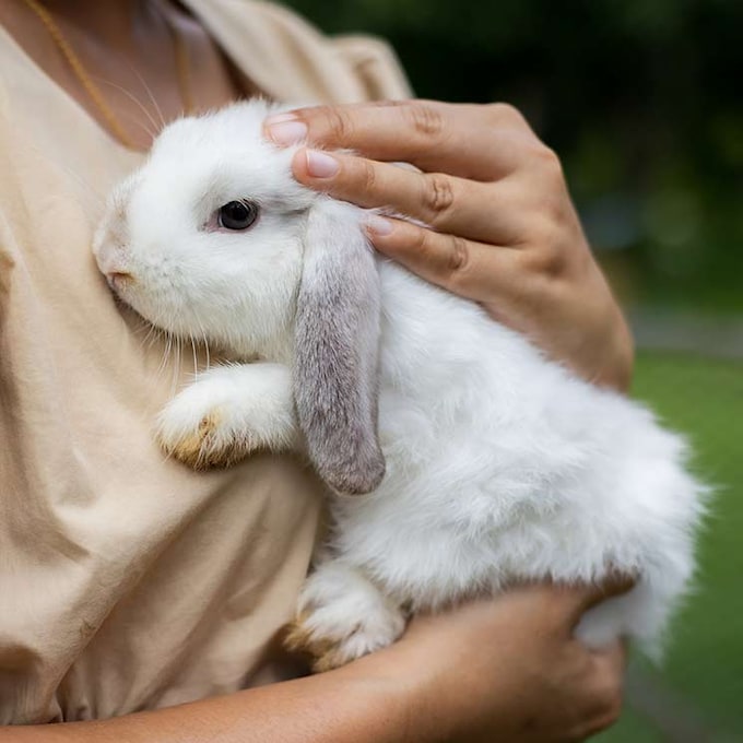 Estas son las razas de 'conejo toy' más adorables