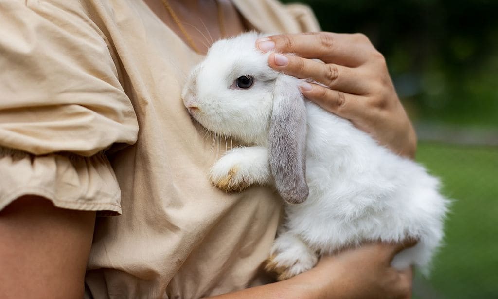 Estas son las razas de 'conejo toy' más adorables