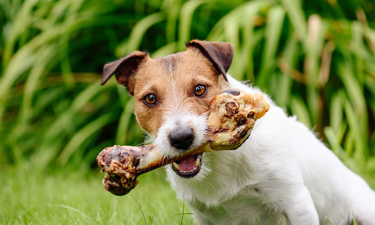 Un perro comiendo un hueso.