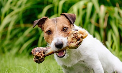 ¿Es perjudicial para mi perro que coma huesos?