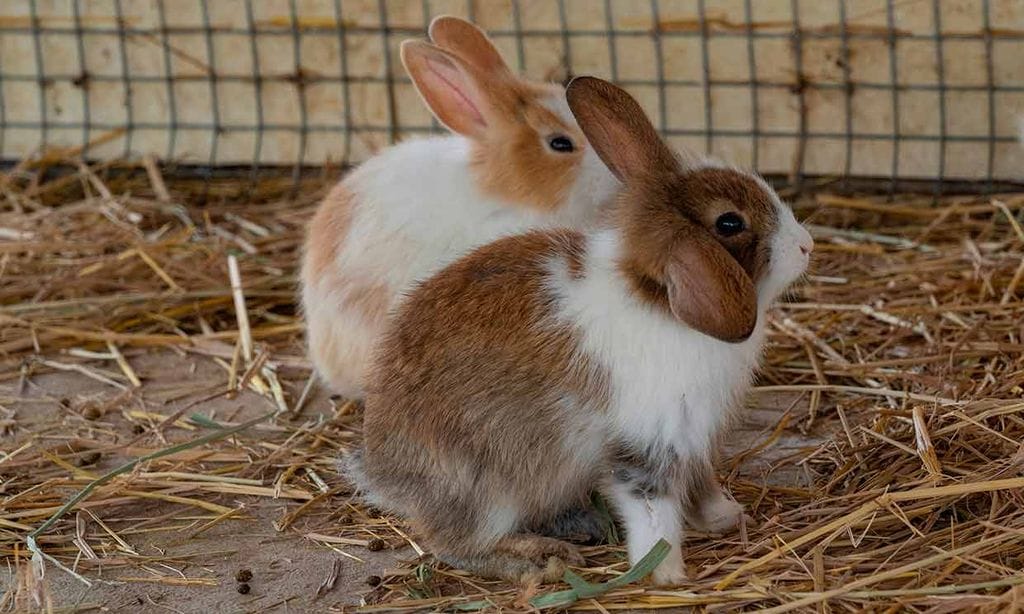Conejo arlequín, un raza muy peculiar