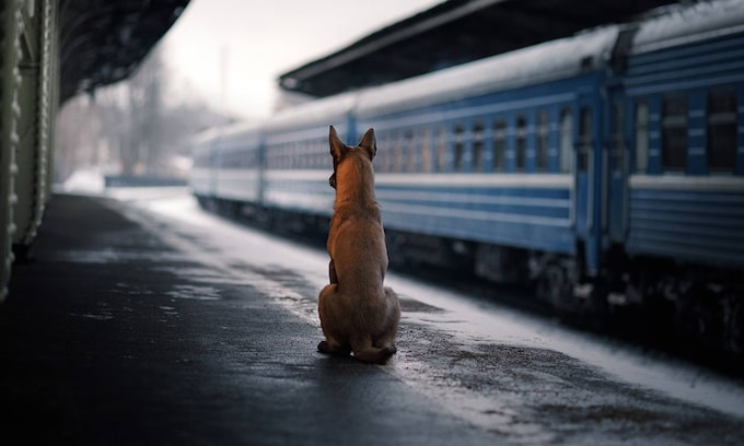 Un perro grande en una estación de tren.