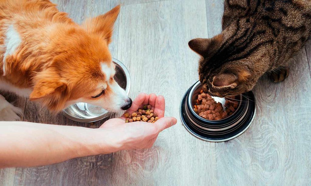 Un perro y un gato comiendo.