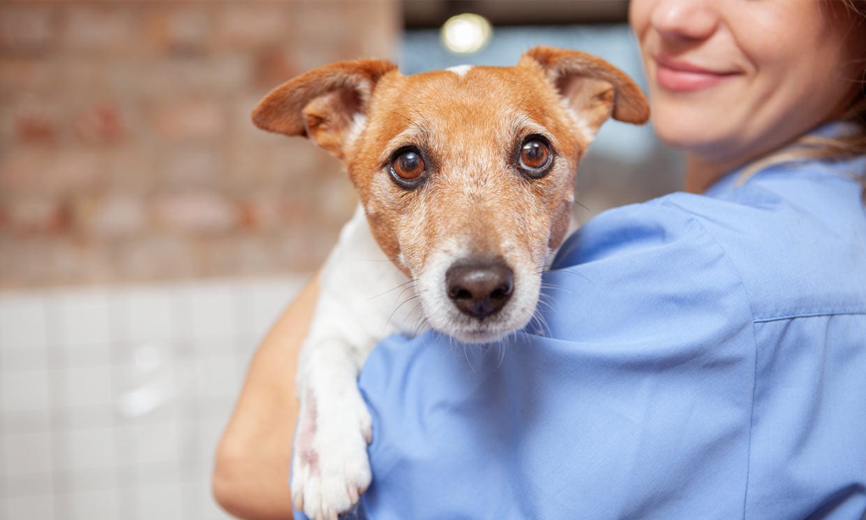 Un perro en brazos de su veterinario.