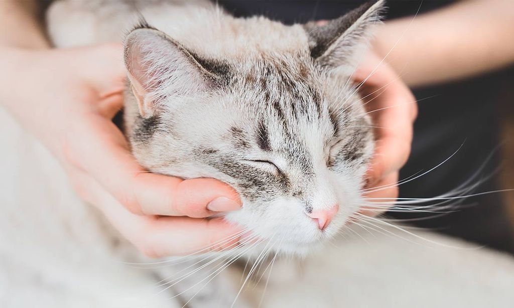 ¿Tu gato tiene caspa? Estos son los motivos y las soluciones