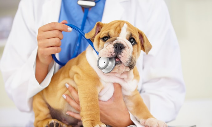 Cachorro de buldog en la consulta del veterinario