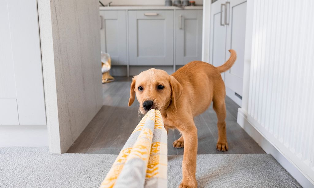 ¿Sientes frustración porque tu perro no se comporta bien? Ten en cuenta estas claves