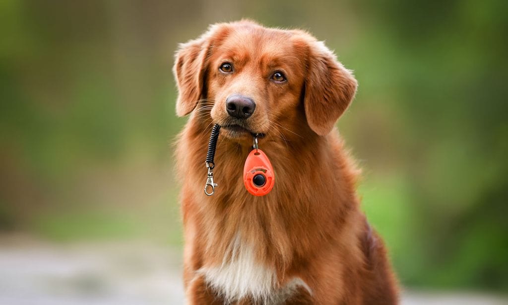 Un perro con un 'clicker' en la boca.