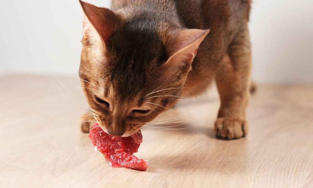 ¿Cómo es la dieta BARF para gatos?