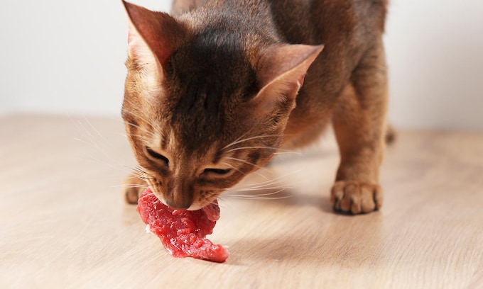 Un gato comiendo carne cruda en la dieta BARF
