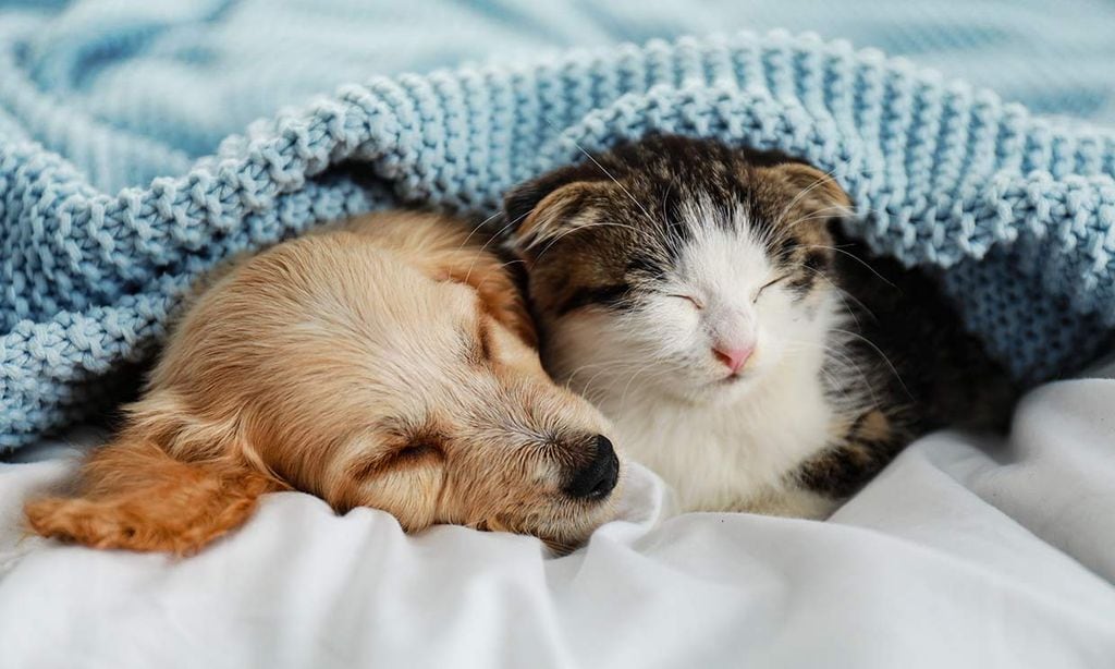 Cómo el ciclo de sueño marca la diferencia entre perros y gatos