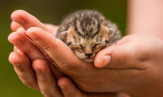 Un gatito recién nacido en las manos de una persona.