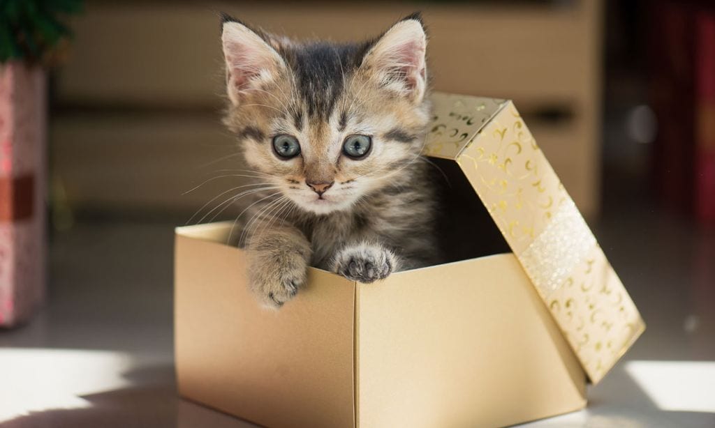 Por qué una caja puede ser el mejor regalo para un gato