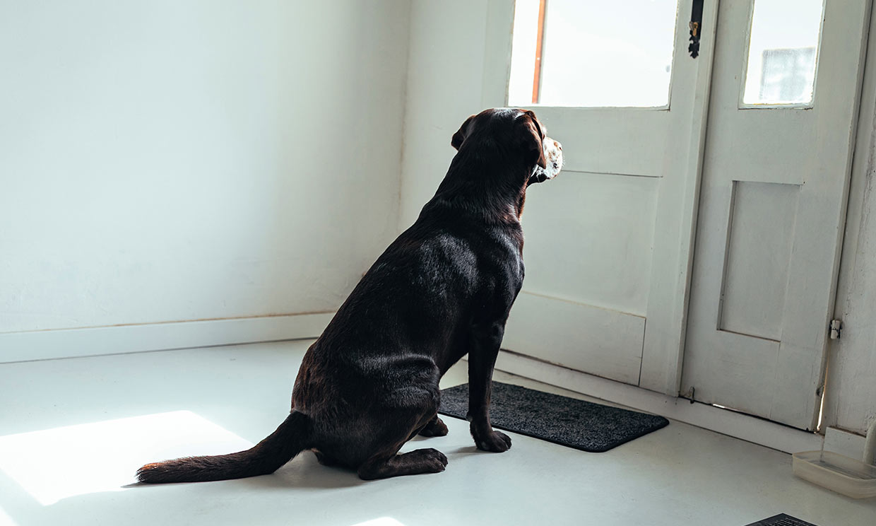 Un perro observando la puerta de casa