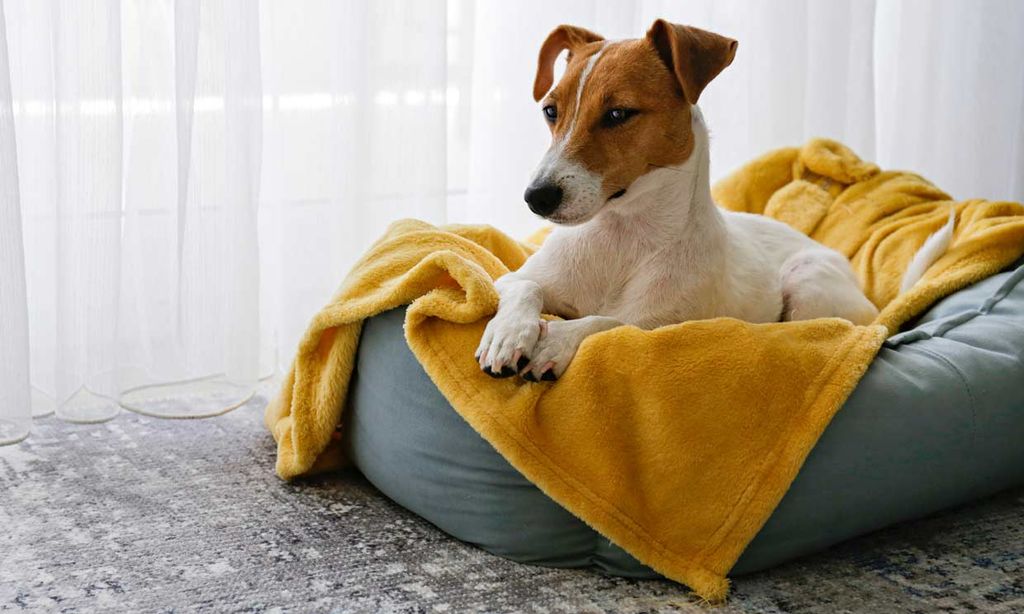 ¿Conviene adaptar la cama de nuestra mascota en los días de frío?