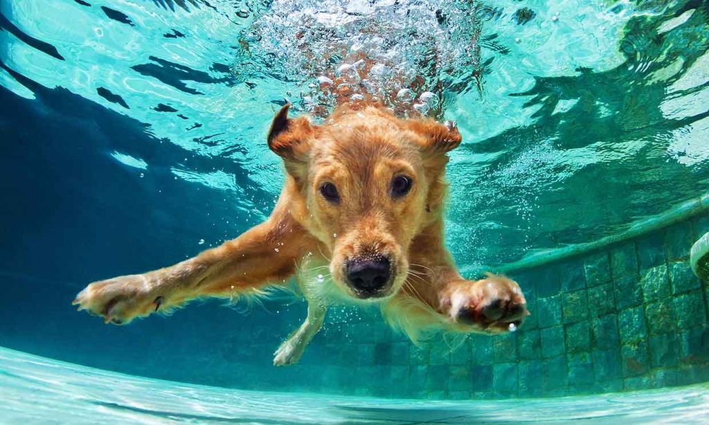 Un perro nadando